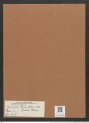 Navicula lyra var. recta Grun. (de-Toni-Nr.: Genus 1, Species 327) Zeichnungen Sammlung Grunow Mappe 00288 (Herbarium_W_Grunow_drawings_Folder_00288)